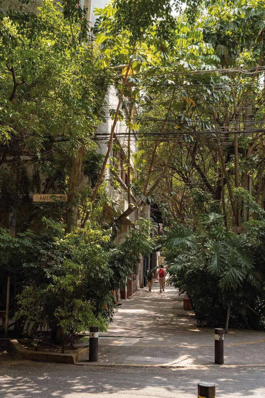 Tree-lined street in Condesa