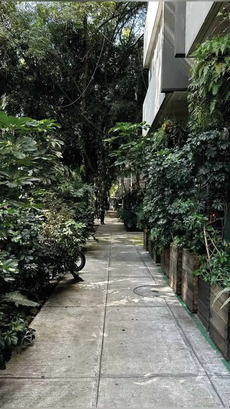A leafy sidewalk in Condesa